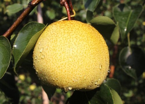 砀山梨几月份成熟上市