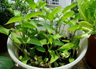 空心菜做法 空心菜是什么菜