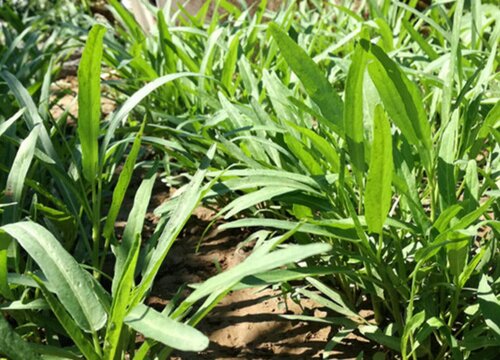 空心菜是什么菜