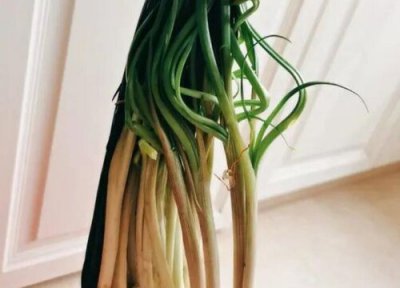 翘头是什么菜 翘头的功效与作用