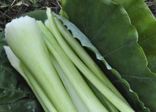 广菜是什么菜