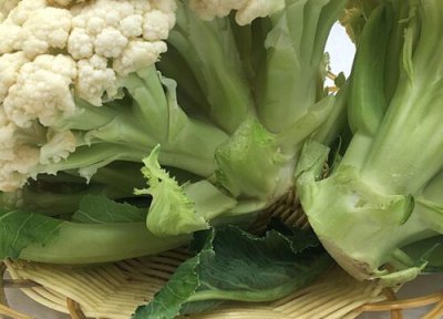 菜花是什么菜 菜花的功效与作用