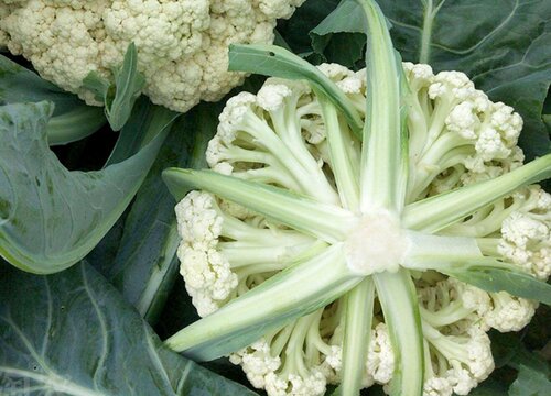 菜花是什么菜