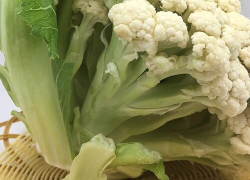 菜花是什么菜