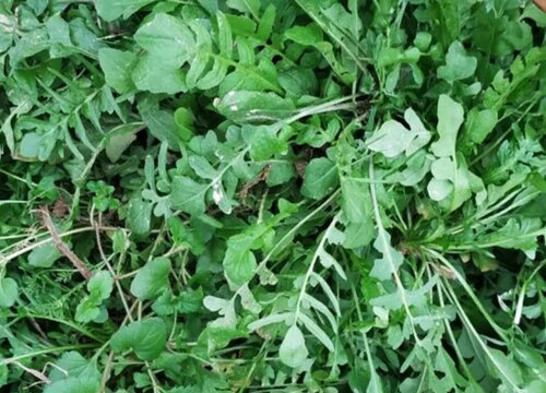 马齿苋是什么菜