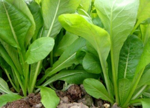 菘菜是什么菜