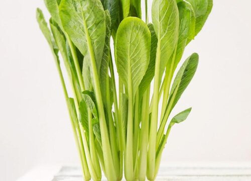 菘菜是什么菜