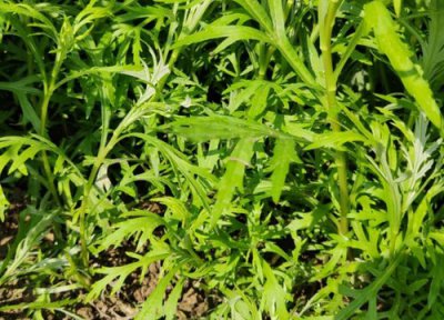 芦蒿是什么菜 芦蒿是什么样子