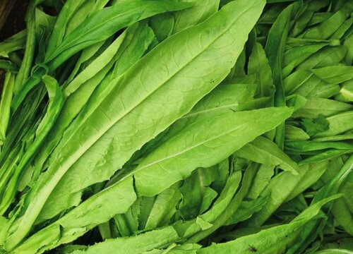 凤尾是什么菜