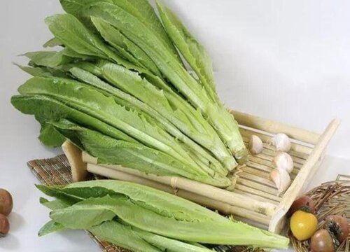 凤尾是什么菜