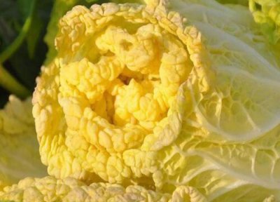 黄芽菜做法 黄芽菜是什么菜