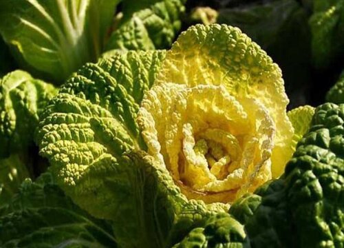 黄芽菜是什么菜
