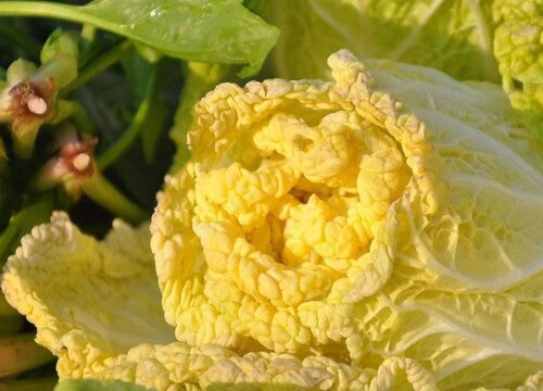 黄芽菜是什么菜