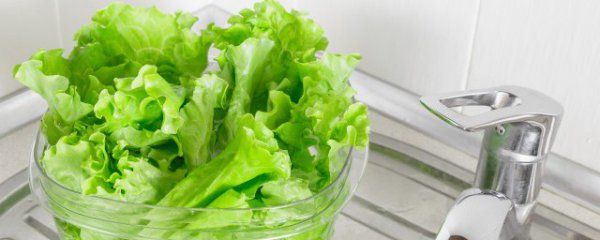 兔子可以吃生菜吗