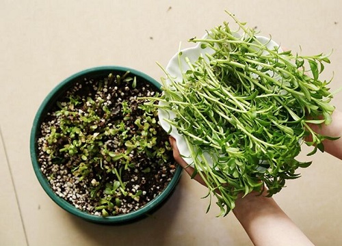 养心菜是什么菜