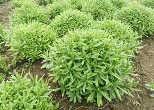 养心菜是什么菜