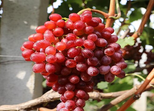 提子几月份成熟上市