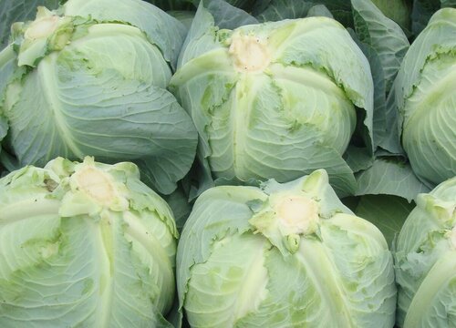 洋白菜是什么菜