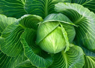 洋白菜是什么菜 洋白菜是什么样子