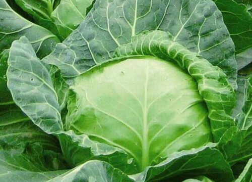 洋白菜是什么菜