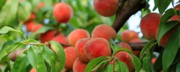 家里院子里能种桃树吗