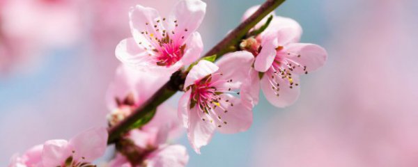 厂子里能种桃树吗