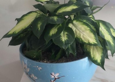 万年青做法 万年青是什么菜