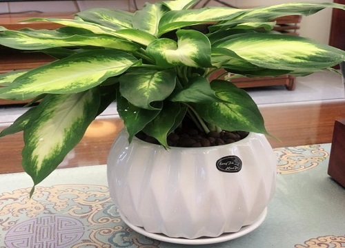 万年青是什么菜