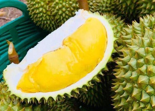 云南榴莲几月份成熟上市
