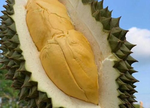 云南榴莲几月份成熟上市