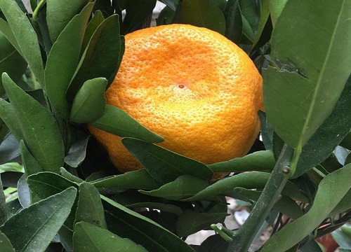 粑粑柑几月份成熟上市