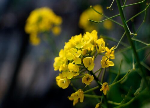 油菜花是什么菜