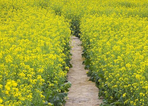油菜花是什么菜