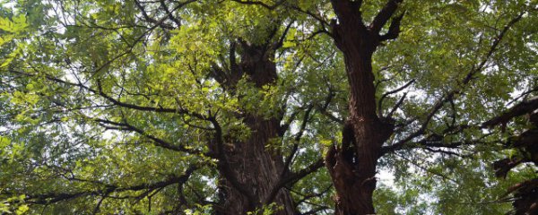 槐树能种院子里吗