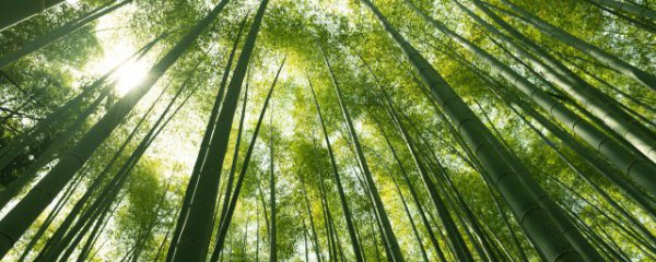 院子里能种竹子吗