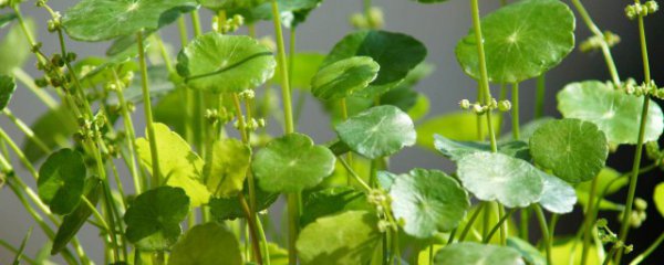 院子里能种金钱草吗