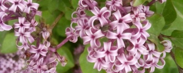 丁香花能种在院子里吗