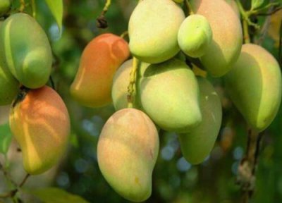 青芒果成熟上市时间 青芒果几月份成熟上市