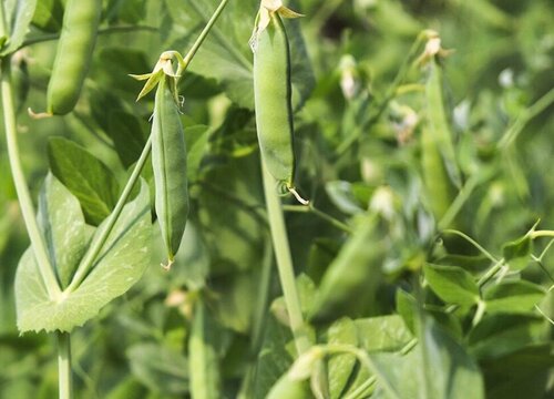 青豆几月份成熟上市