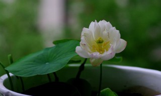 碗莲能种在水族箱里吗 碗莲能不能在鱼缸里养呢