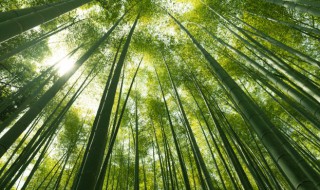 院子里能种竹子吗 院子里可不可以种竹子
