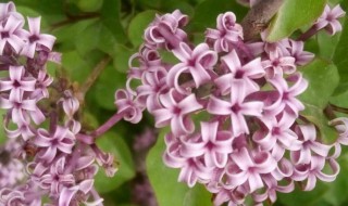 丁香花能种在院子里吗 丁香花可不可以种在院子里