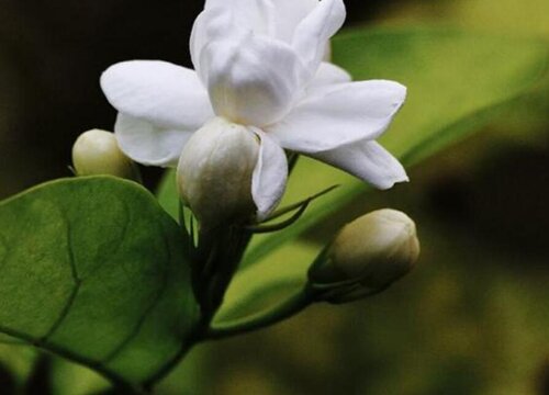 茉莉花可以泡水喝吗