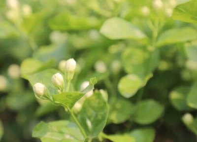 茉莉花泡水喝 茉莉花可以泡水喝吗