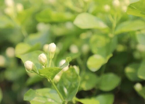 茉莉花可以泡水喝吗