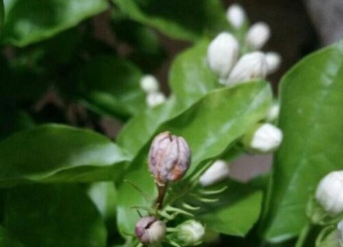 茉莉花可以泡水喝吗