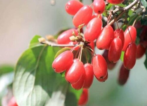 山茱萸可以泡水喝吗