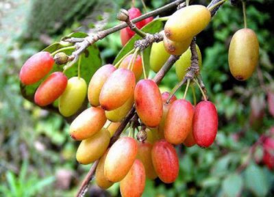 山茱萸泡水喝 山茱萸可以泡水喝吗