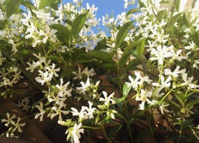 风车茉莉冬天落叶吗 风车茉莉冬天落叶怎么回事