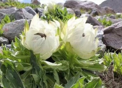 雪莲花泡水喝 雪莲花可以泡水喝吗